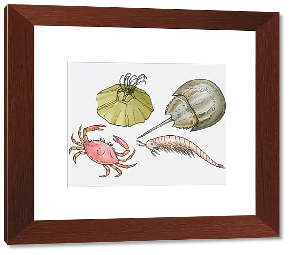 Illustration of barnacle, horseshoe crab, shrimp, and crab