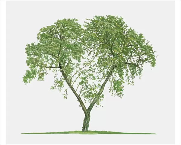 Illustration of Ziziphus zizyphus (Jujube), a small deciduous tree showing summer leaves