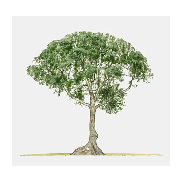 Illustration of Terminalia catappa (Java Almond), a large tropical tree
