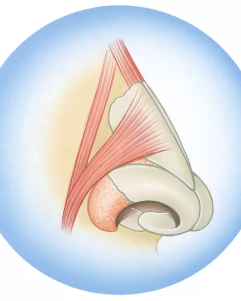 Illustration of septum cartilage inside human nose