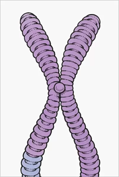 Illustration of human chromosome showing chromatid, centromere, short arm and long arm