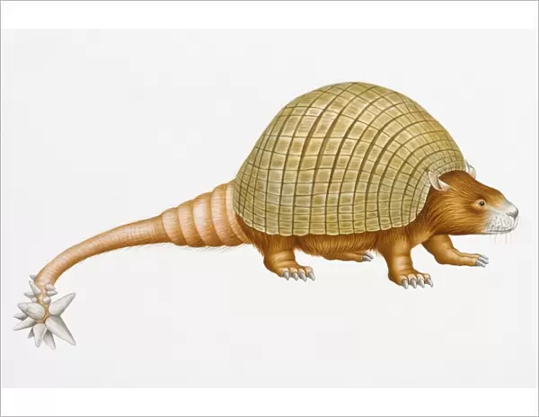 Digital illustration of Doedicurus clavicaudatus, a prehistoric glyptodont with domed carapace and spikes on end of long tail