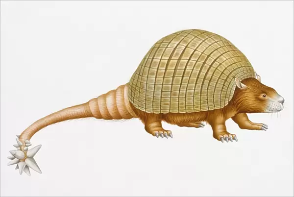 Digital illustration of Doedicurus clavicaudatus, a prehistoric glyptodont with domed carapace and spikes on end of long tail