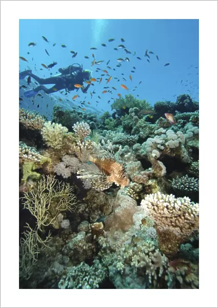 Scuba diver swimming above colourful coral reef, school of fish swimming past, lionfish in foreground, underwater