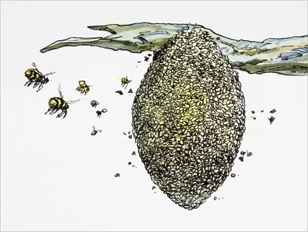 Wasps flying around nest