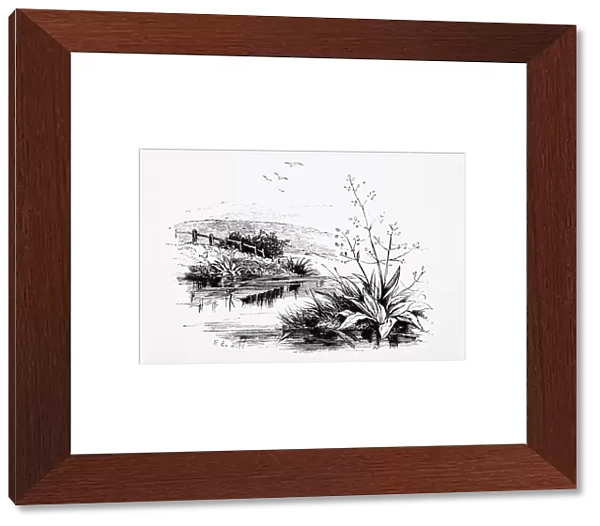 Black and white illustration of plants growing on riverbank in countryside and birds flying above