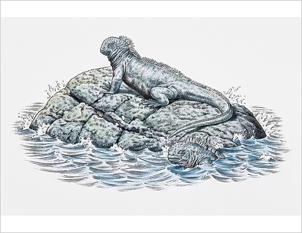 Two marine iguanas, on a rock and in the water