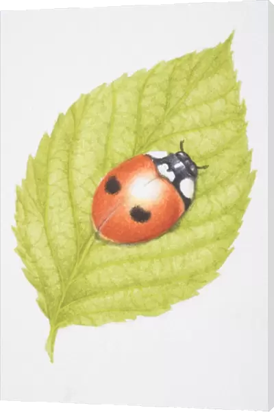 Two-Spotted Lady Beetle, Two-spotted Ladybird (Adalia bipunctata), on green leaf