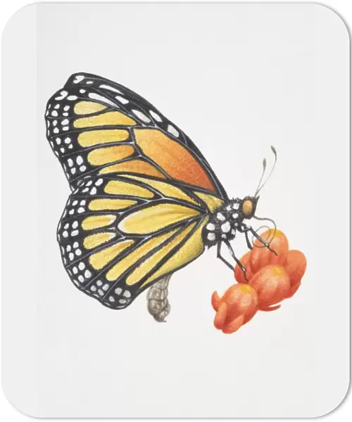 Monarch butterfly (Danaus plexippus), female feeding on nectar using proboscis