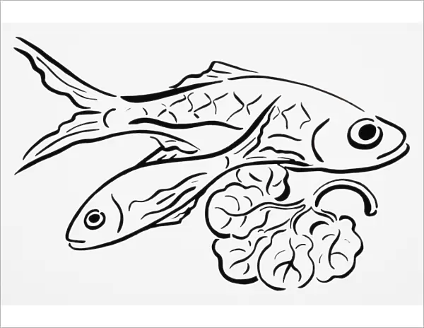 Simple line drawing of freshly caught fish, and lettuce leaf