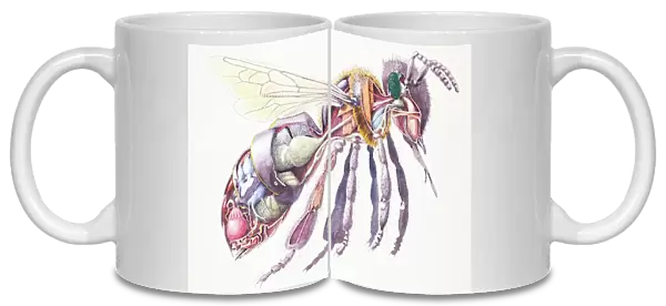 Honey Bee (Apis mellifera), internal anatomy, cross-section