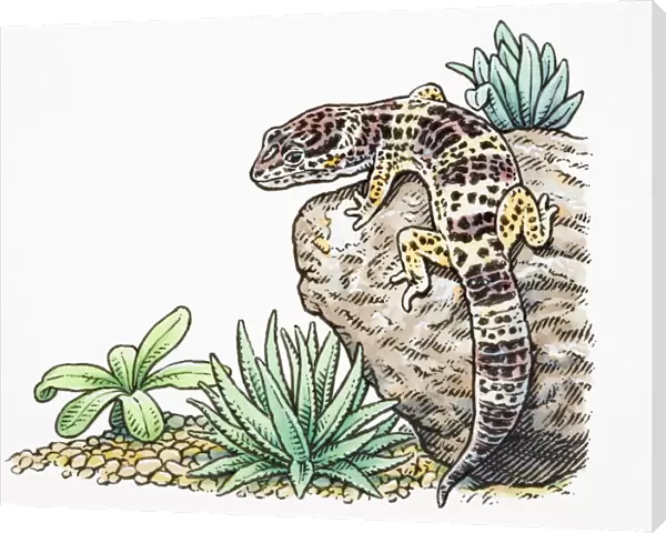 Eublepharis macularius, Leopard Gecko climbing rock, rear view