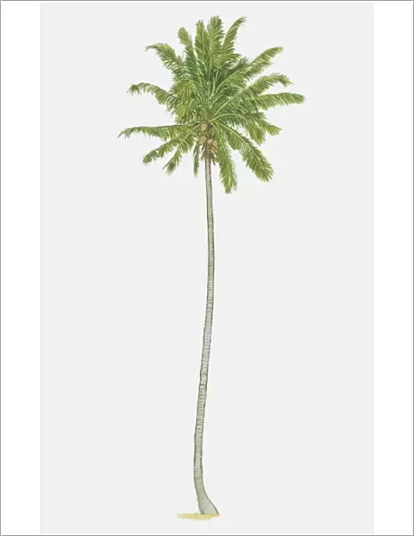 Illustration, Cocos nucifera, slender Coconut Palm bearing fruit