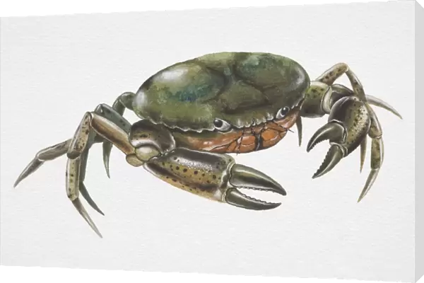 Shore Crab (Carcinus maenas) with deep green carapace