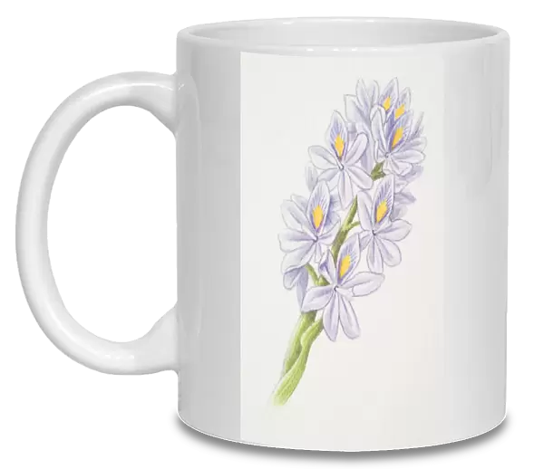 Eichhornia, water hyacinth flowerhead