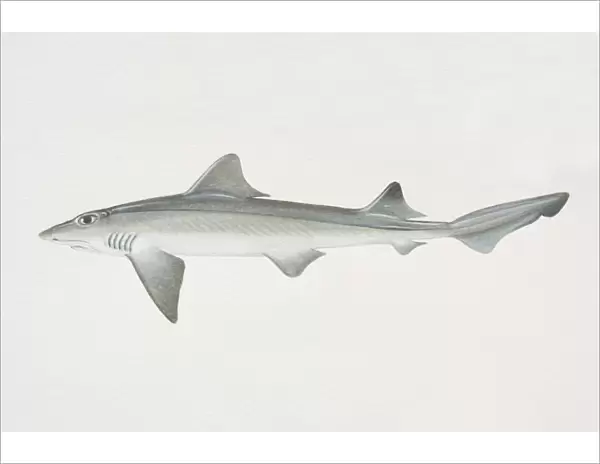 Mustelus canis, Smooth Dogfish, side view