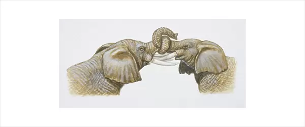 Two African Elephants, Loxodonta africana, interlocking trunks, side view