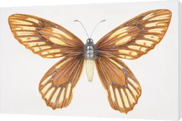 Queen Alexandras Birdwing, Ornithoptera alexandrae, yellow and brown butterfly