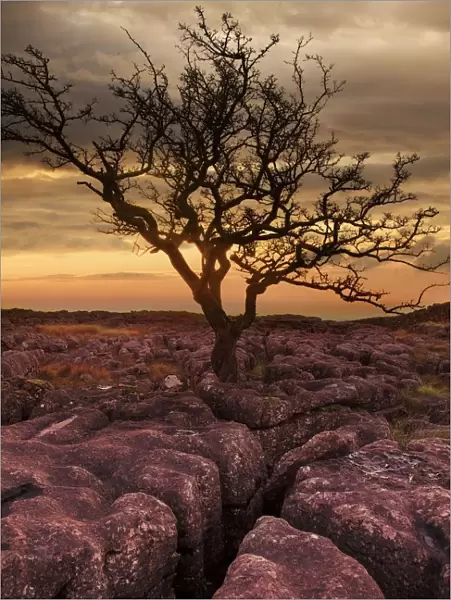 Limestone rocks with tree