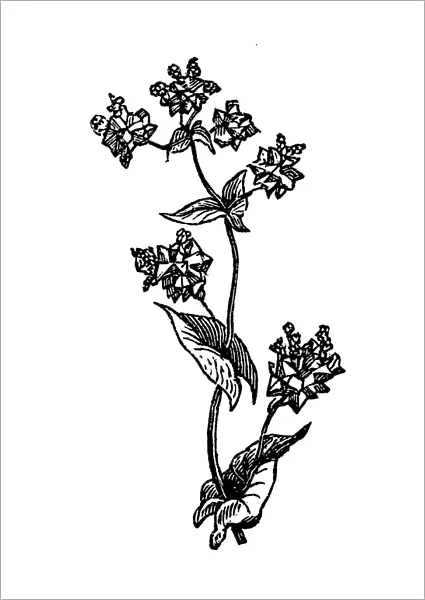 Buckwheat (Polygonum fagopyrum)