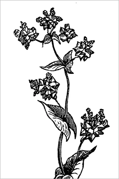 Buckwheat (Polygonum fagopyrum)