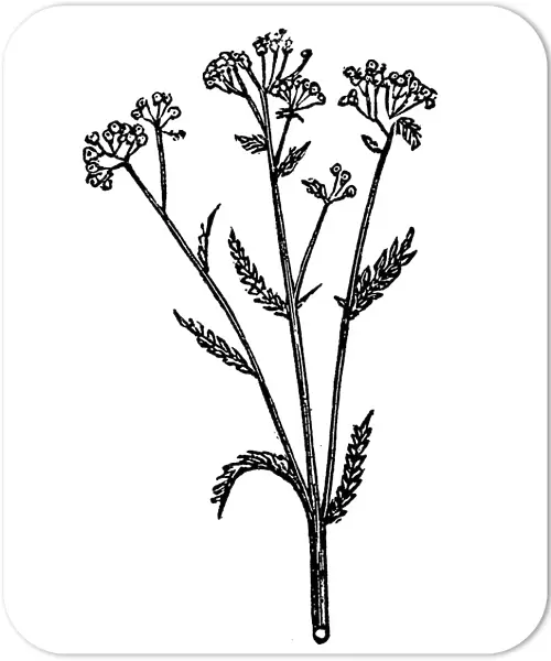 Achillea millefolium (yarrow)