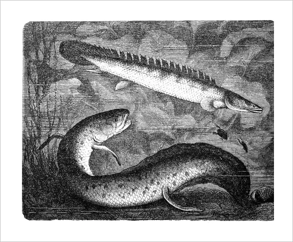 African lungfishes(protopterus annectens) and bichir reedfish