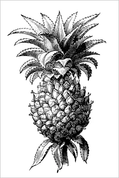 The pineapple (Ananas comosus)