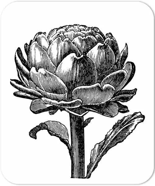 Artichoke. Antique engraving of an artichoke, isolated on white