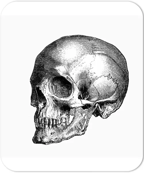 Skull. Engraving From 1898 Featuring A Human Skull