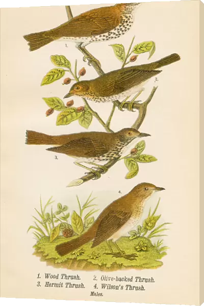 Thrush bird lithograph 1890