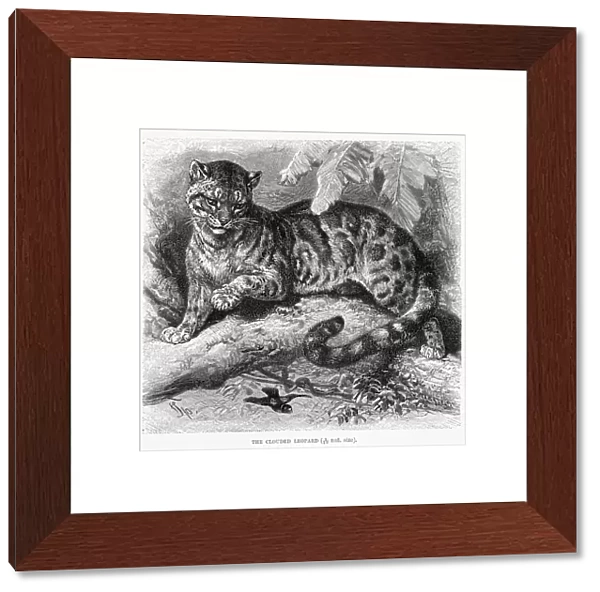 Clouded leopard engraving 1894