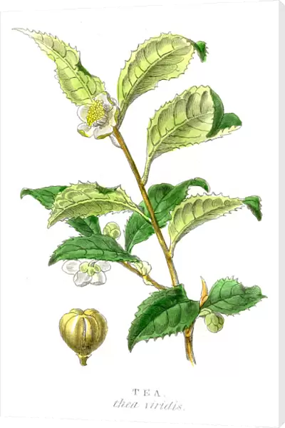 Tea plant botanical engraving 1857