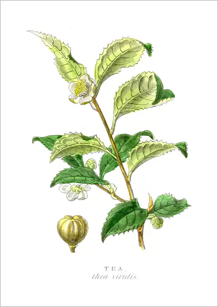 Tea plant botanical engraving 1857