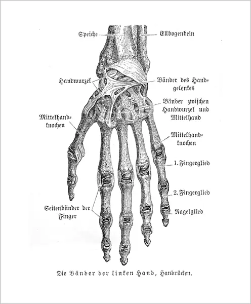 Bones of hand anatomy engraving 1857