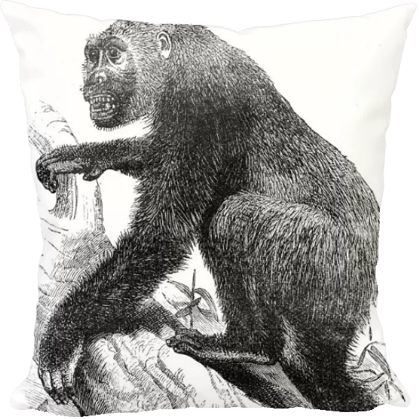 Gorilla engraving 1878