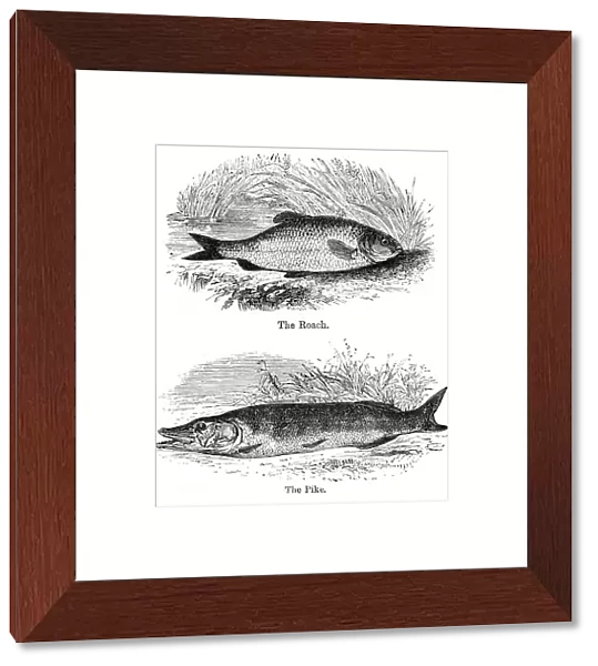 Pike and roach engraving 1878