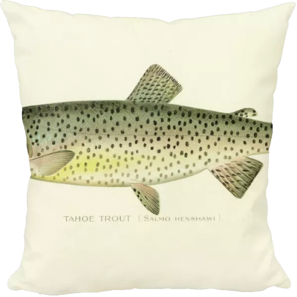 Tahoe trout chromolithograph 1898