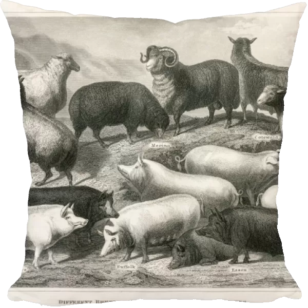 Sheep and hogs engraving 1873
