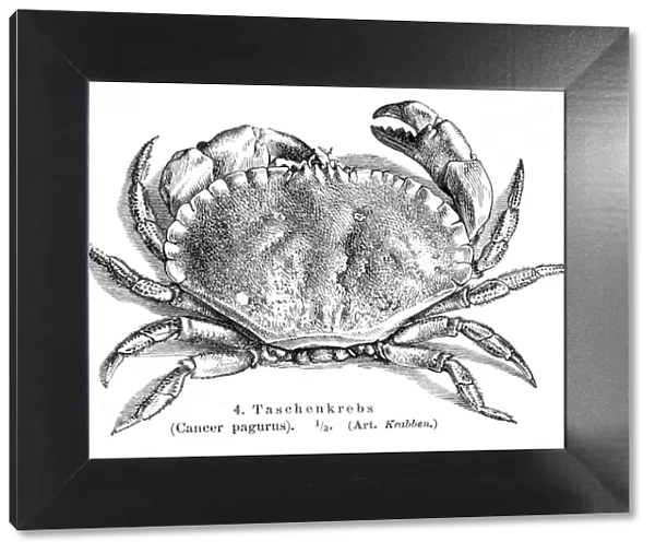 Cancer pagurus crab engraving 1895