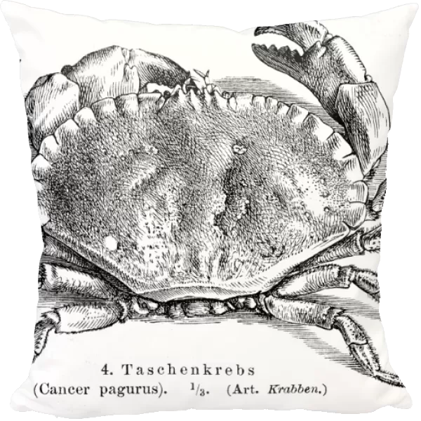 Cancer pagurus crab engraving 1895
