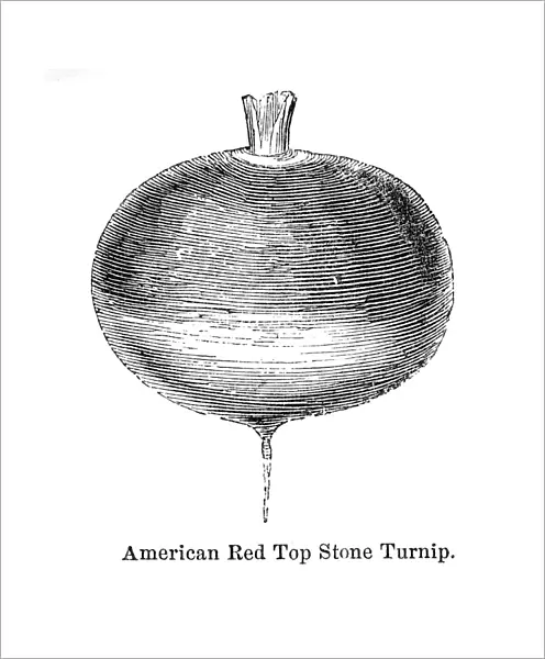 Turnip vegetable engraving 1874