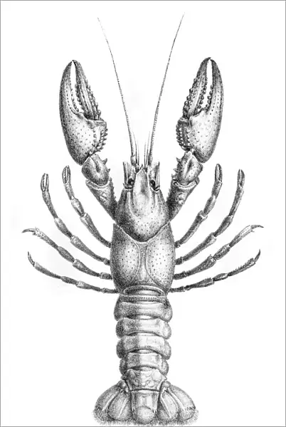 Crawfish engraving 1870