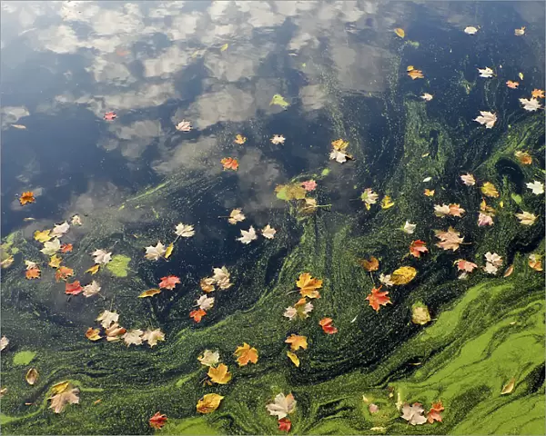 Clouds reflected in autumn pond
