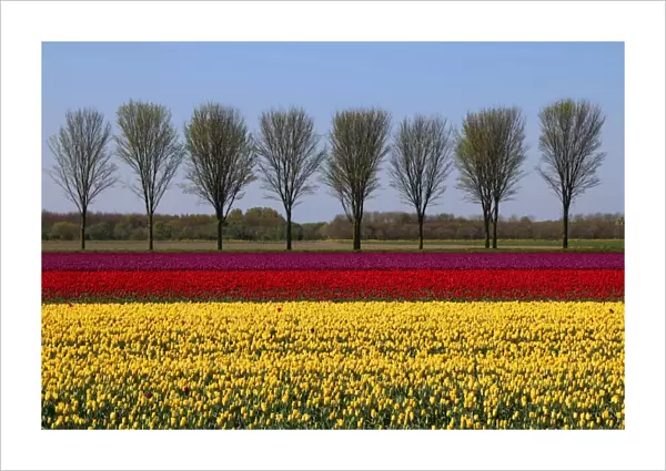 Dutch landscape in spring with tulips