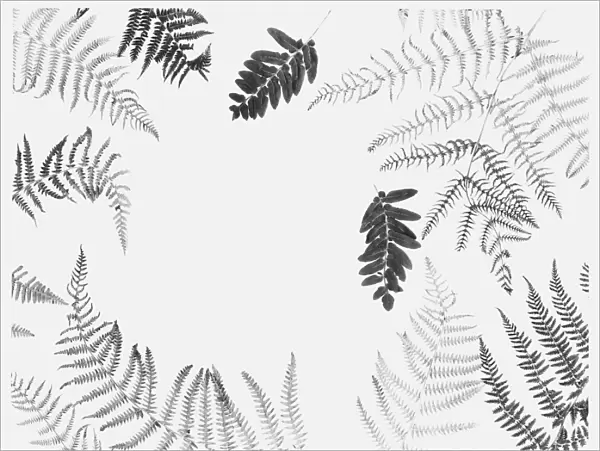 Black and white illustration of various dried leaves including ferns