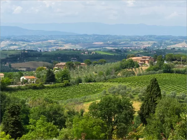 Vineyard in Tuscany, Italy