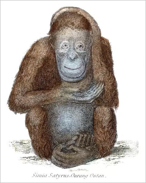 Orangutan illustration 1803