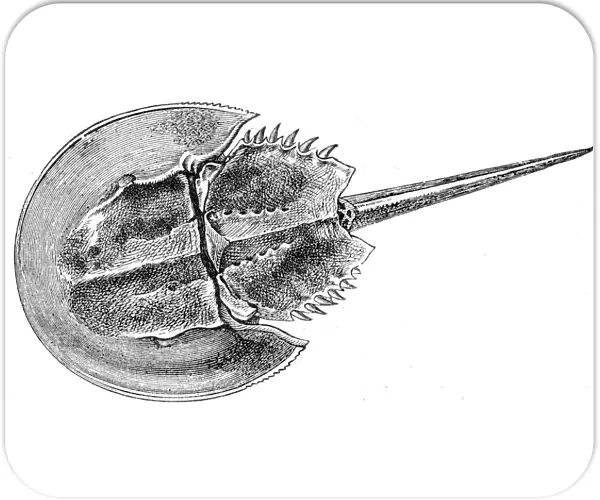 Horseshoe Crab engraving 1888