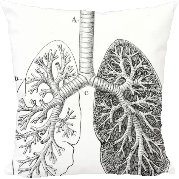 Section of the Lungs Anatomy Drawings 1888